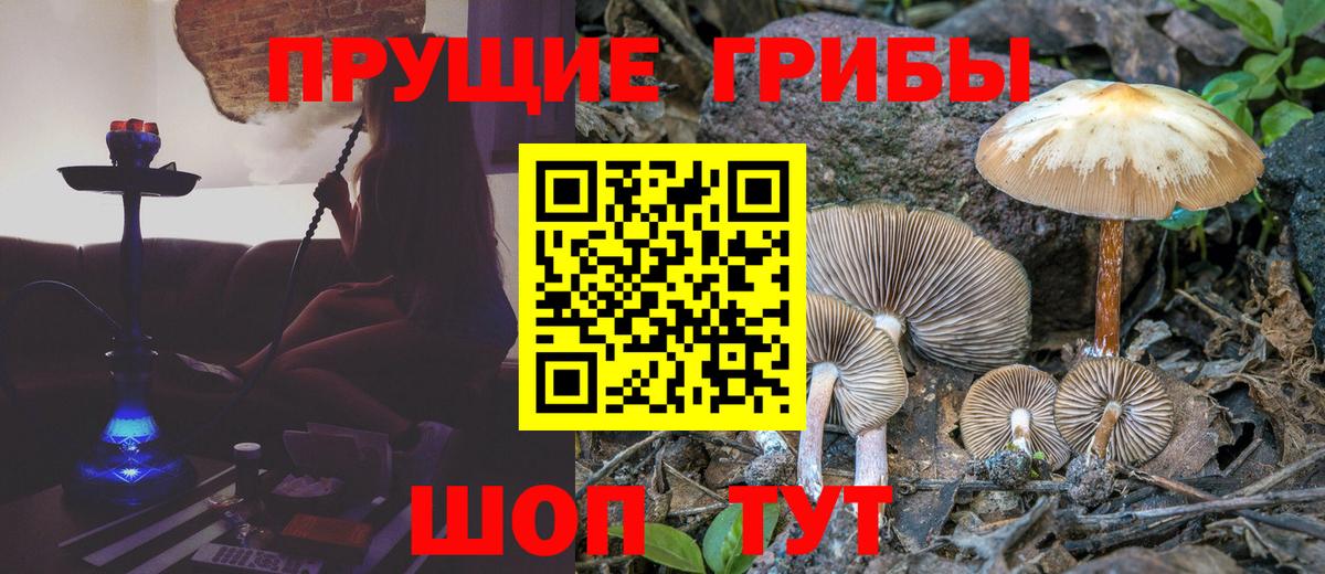 Керчь  Псилоцибиновые грибы Cubensis  Вход с VPN 